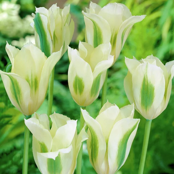 Tulpe Spring Green