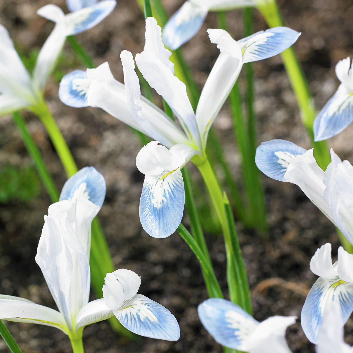Zwerg-Iris Frozen Planet