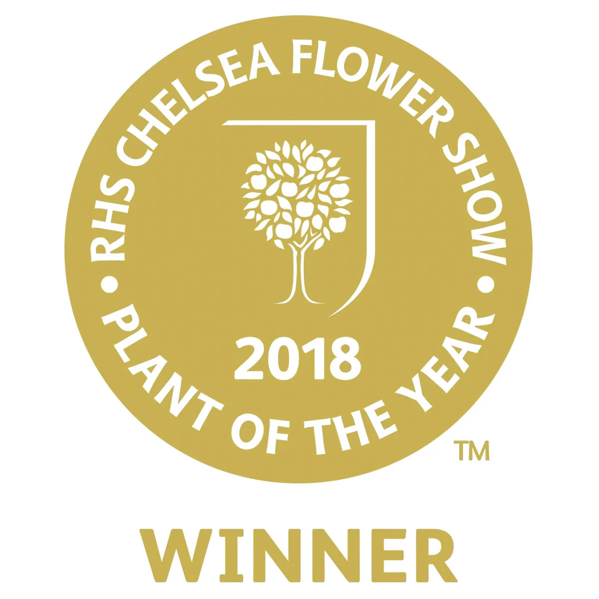 Girlanden-Hortensie Runaway Bride ® Snow White, im ca. 20 cm Topf