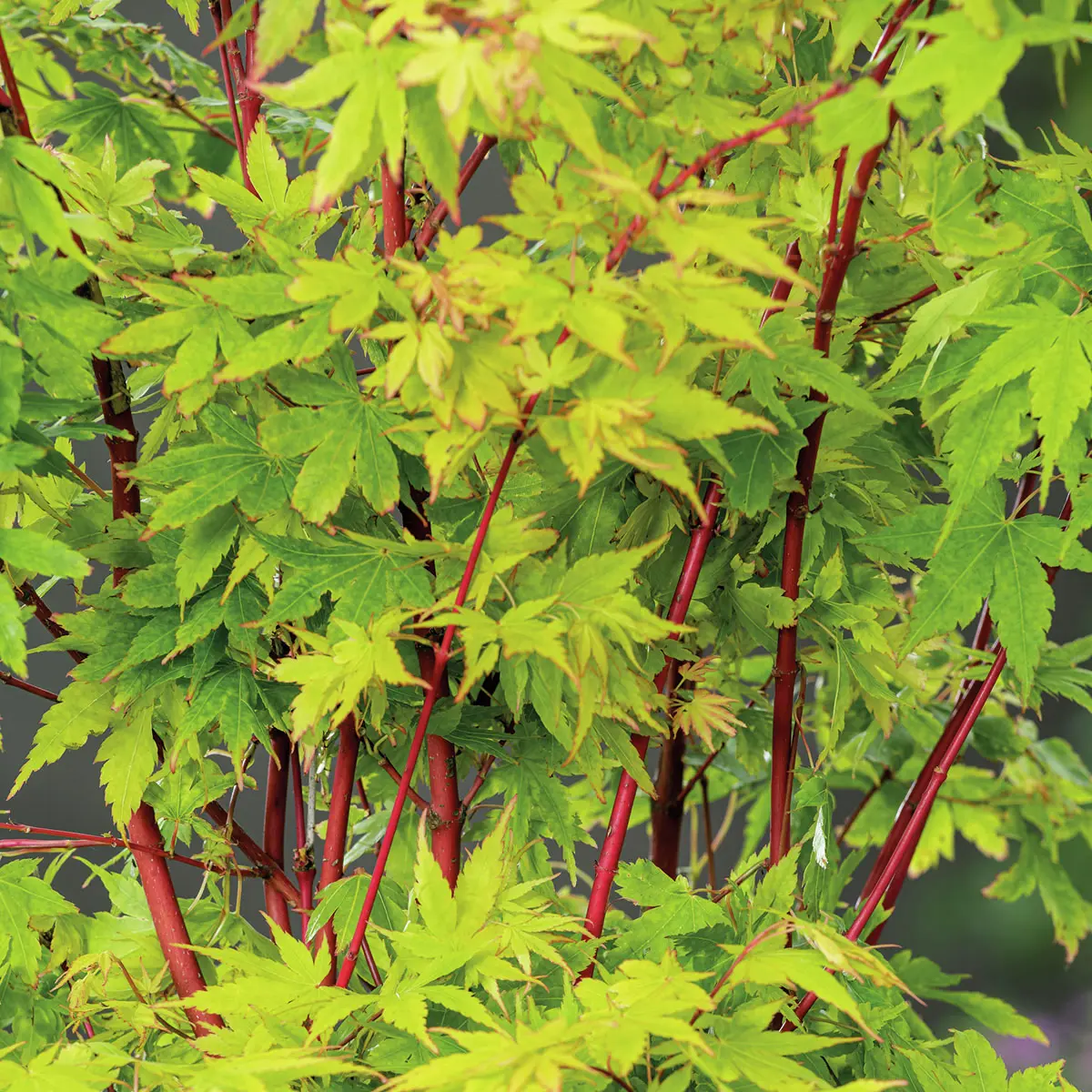 Japanischer Fächerahorn Sangokaku