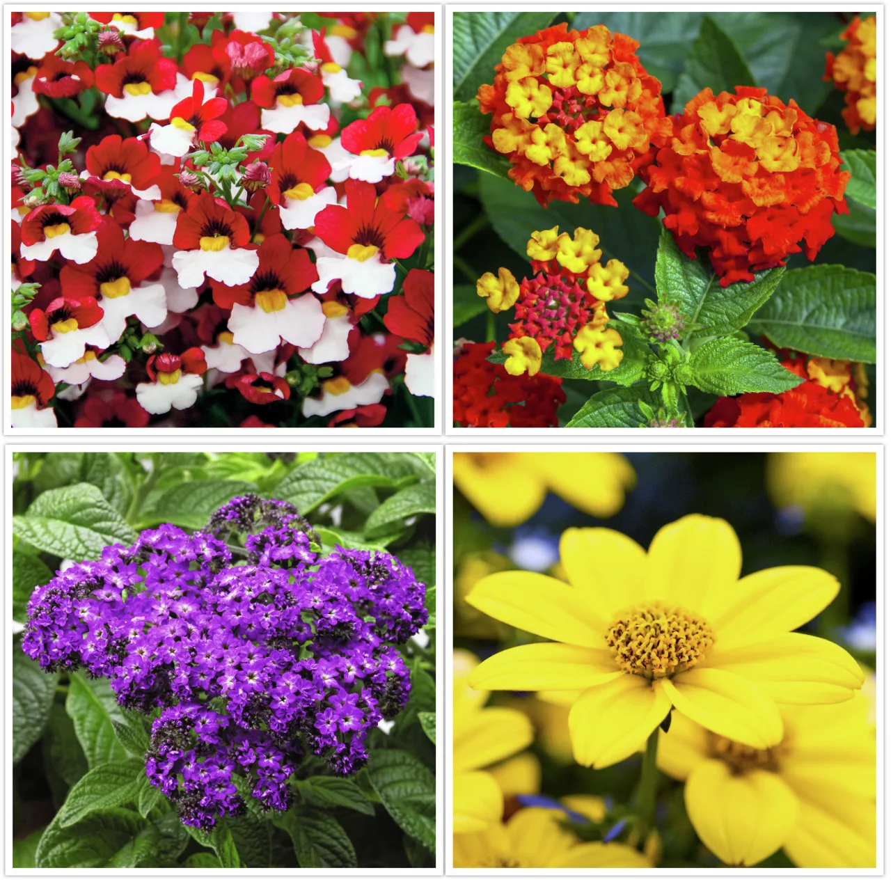 Sommerblumen Set  Flotte Biene, 12 Stück