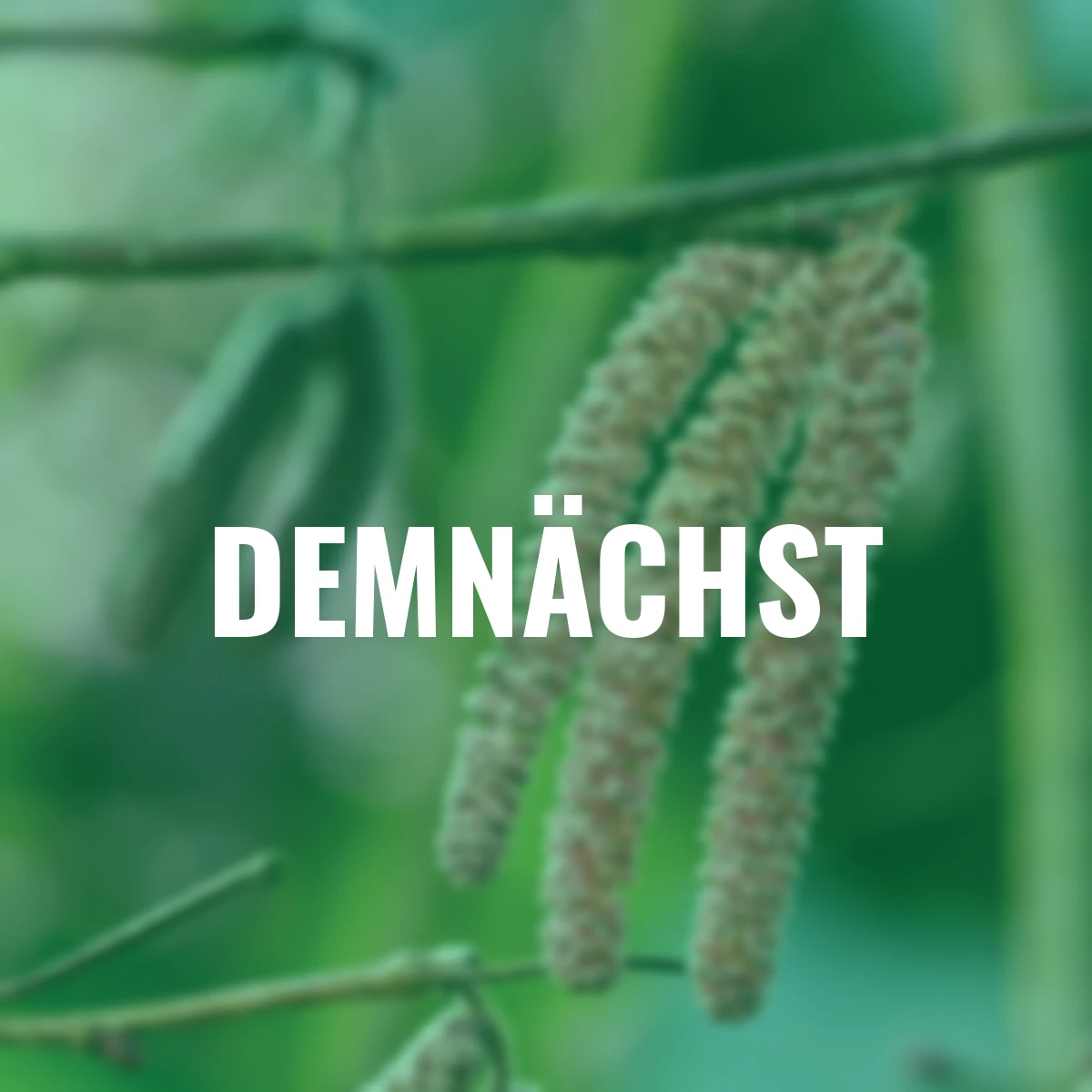 Haselnussstrauch, rotlaubig