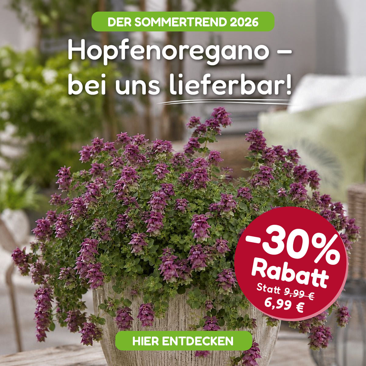 Sommerblumen