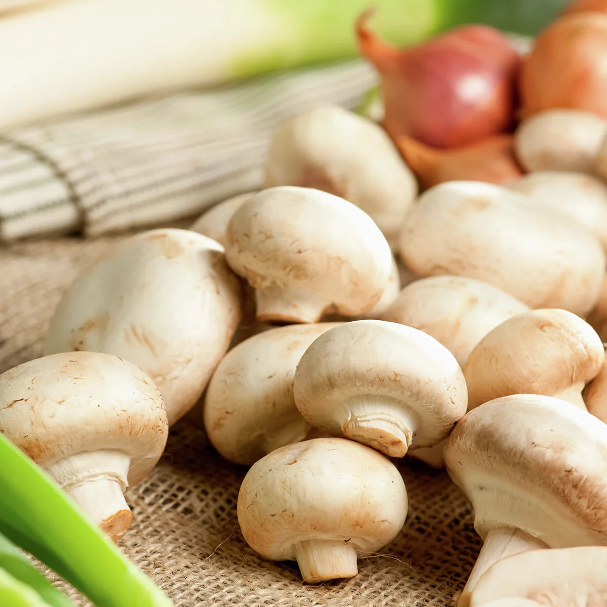 Pilzkultur-Set Weißer Champignon