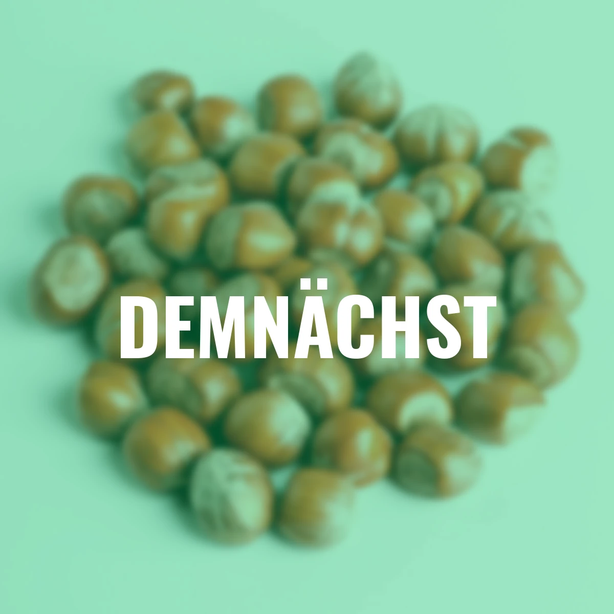 Haselnussstrauch, rotlaubig