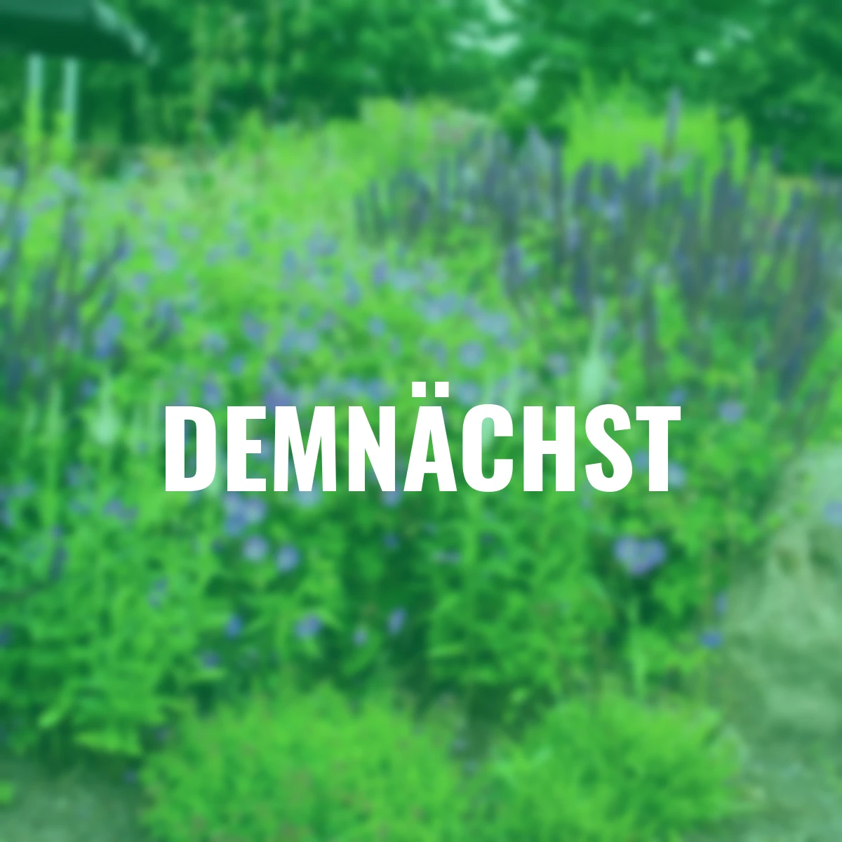 Stauden-Set Blau und Weiß