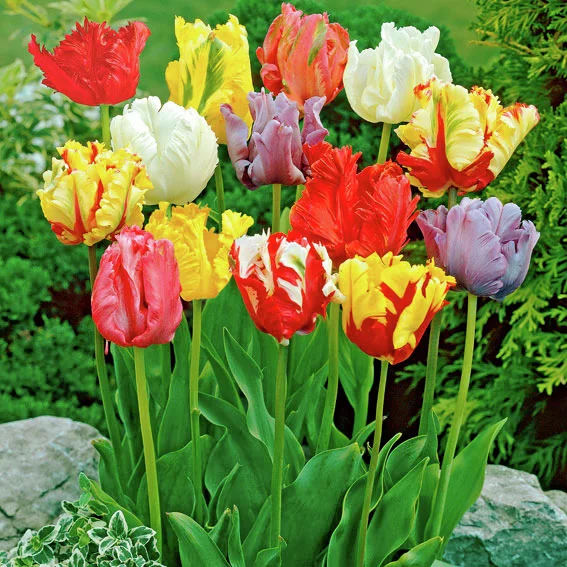 Papageien-Tulpen-Mischung