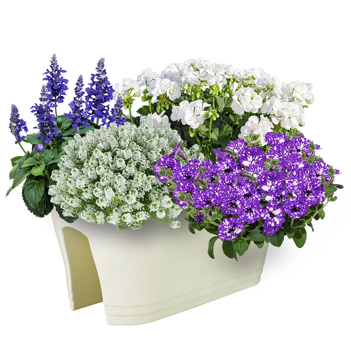 Sommerblumen-Set Maritim, 12 Stück