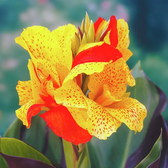 Canna Cleopatra (Indisches Blumenrohr)