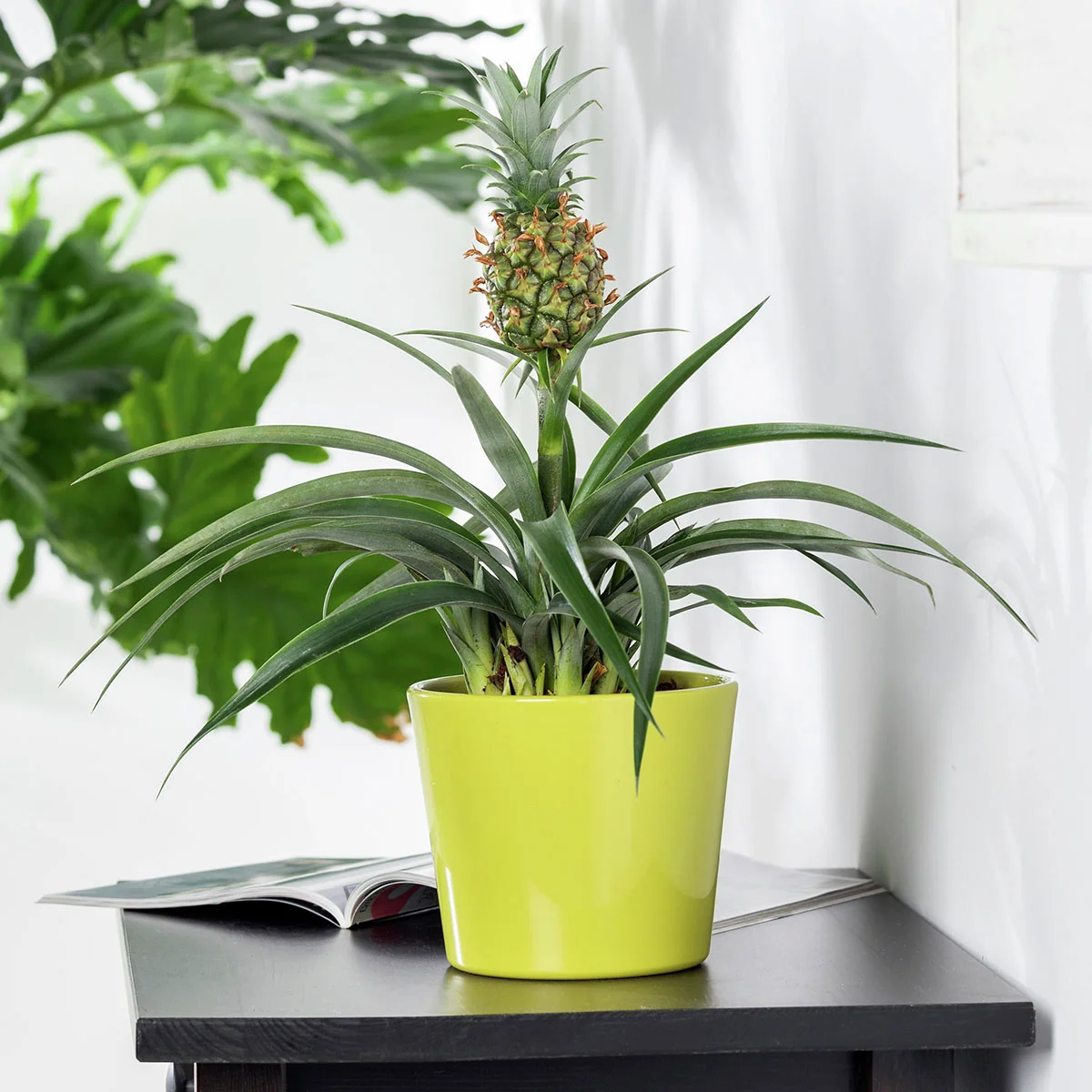 Zierananas Champaca, im ca. 14 cm-Topf
