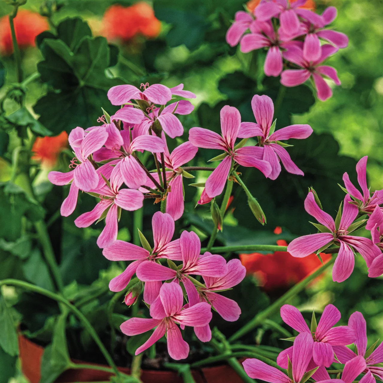 Hänge-Geranie Ville de Paris, rosa