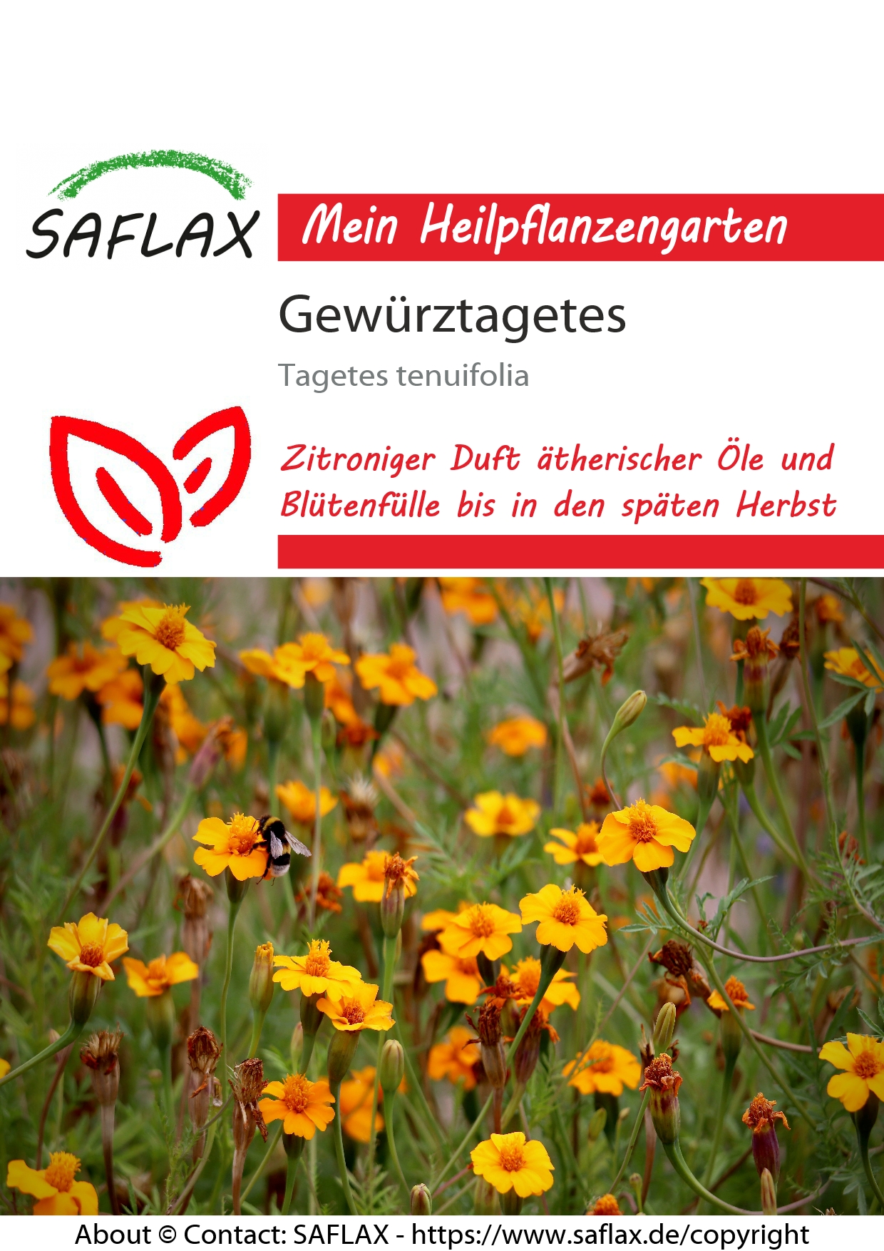 Gewürztagetes- Samen