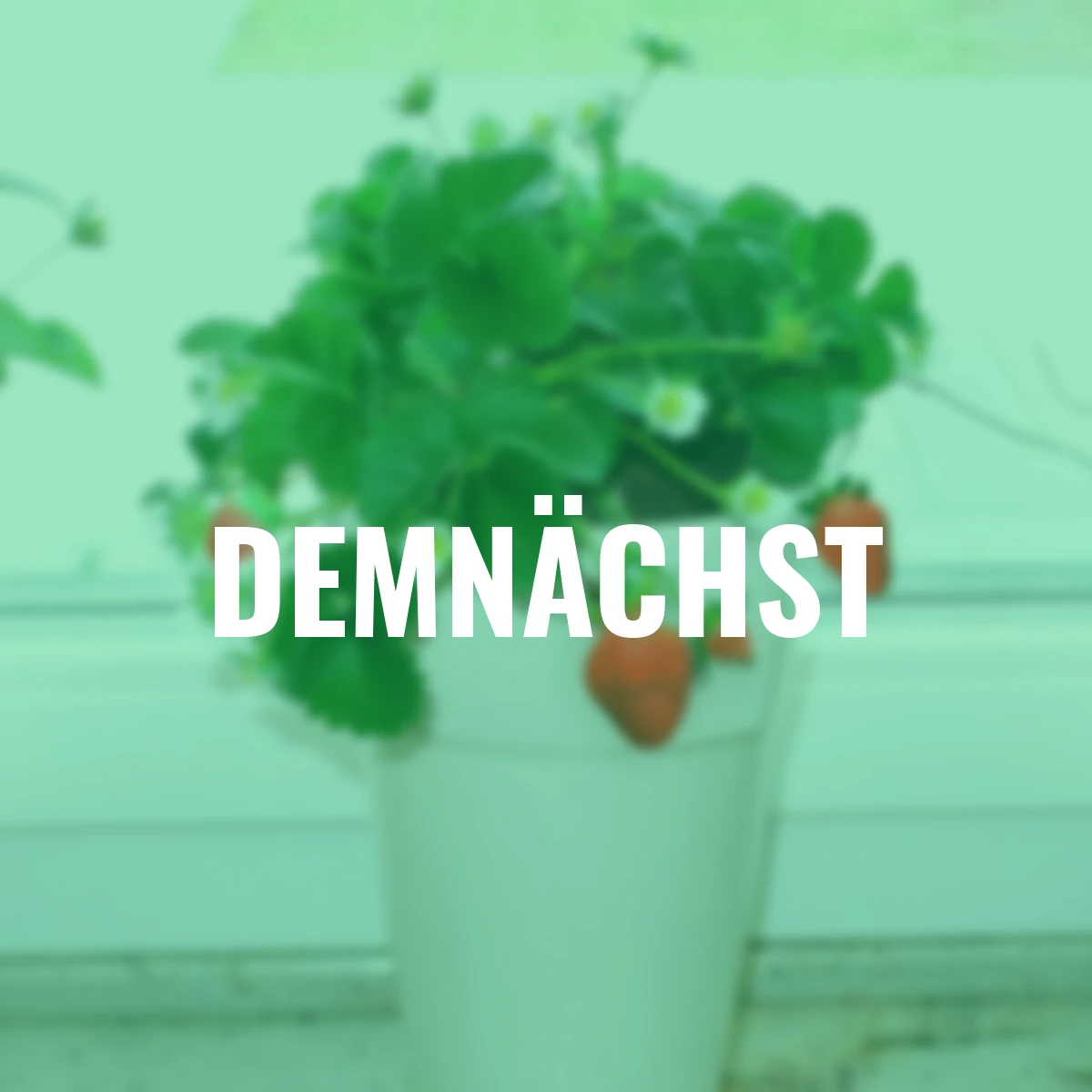 Fridulin-Erdbeere Terralin