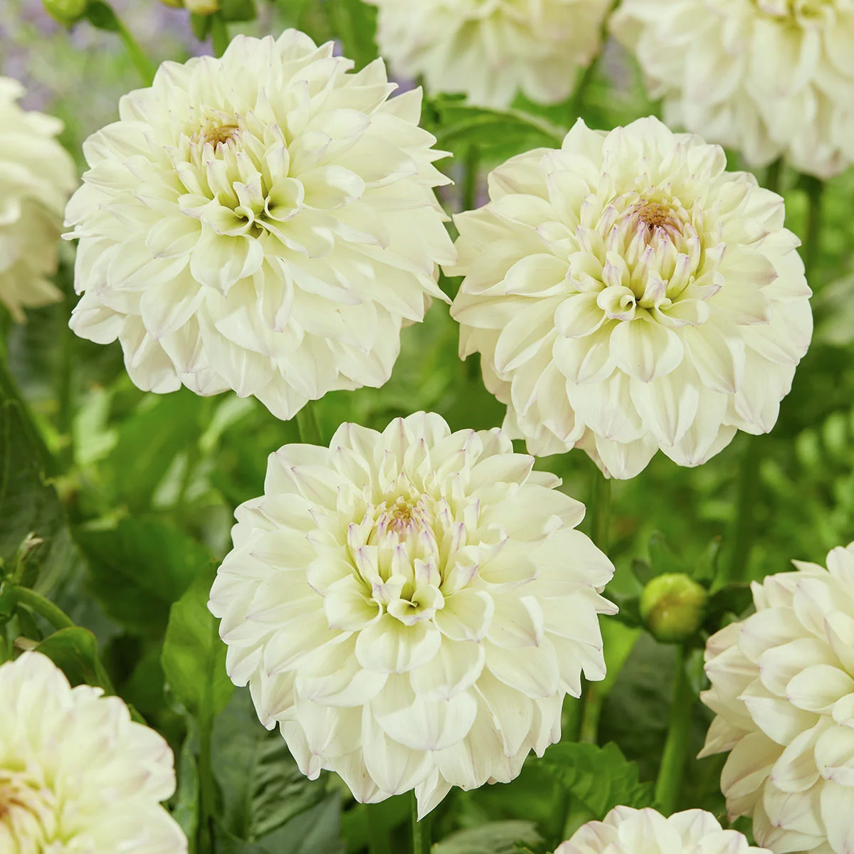 Set Schmuckdahlien Go-Go Beet-Dahlien