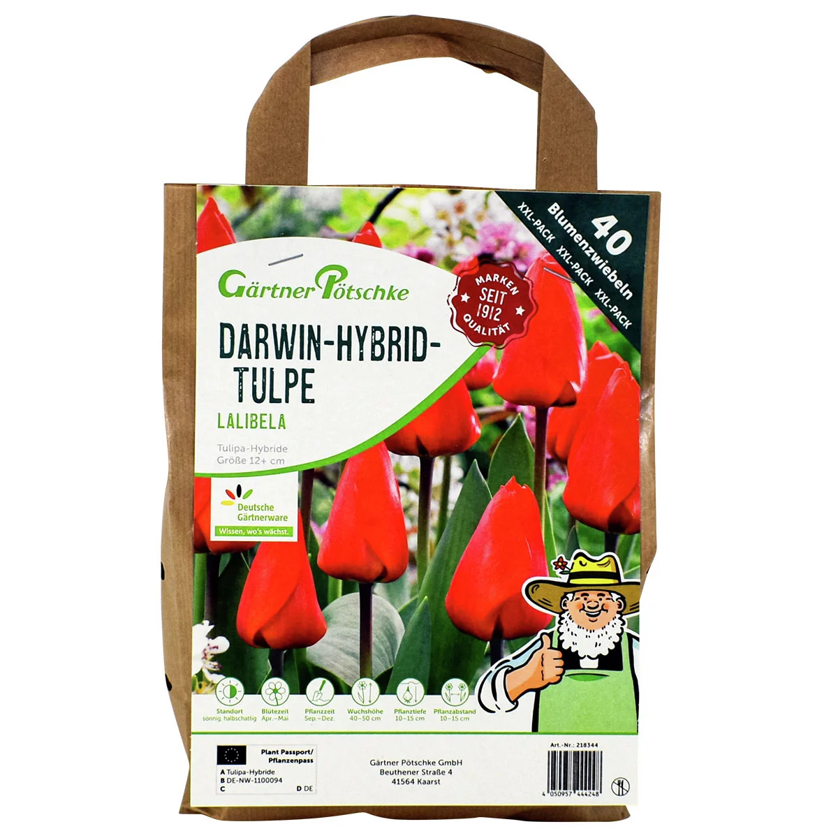 Tulpe Lalibela, XXL-Pack.