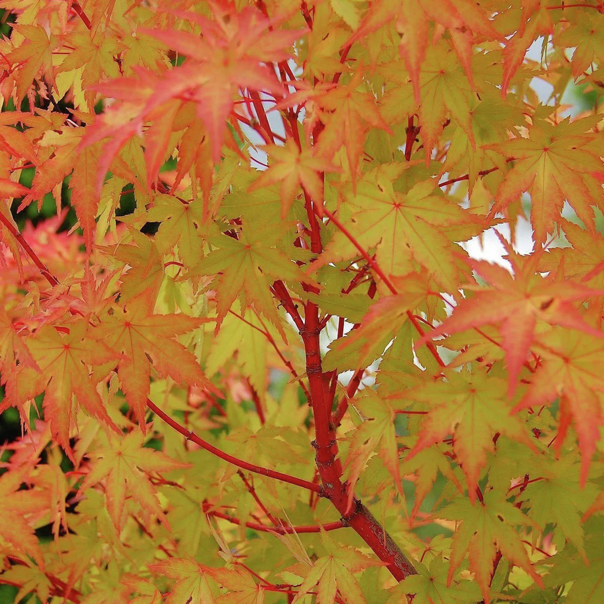 Japanischer Fächerahorn Sangokaku