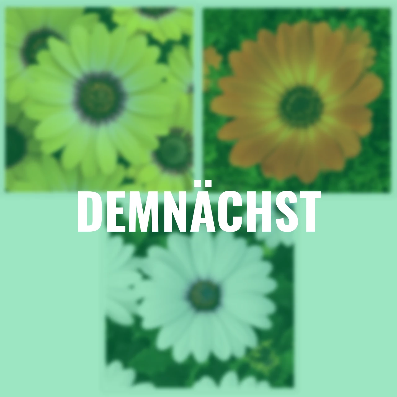 Sommerblumen-Set Kapkörbchen, orange-weiß-gelb, 9 Stück