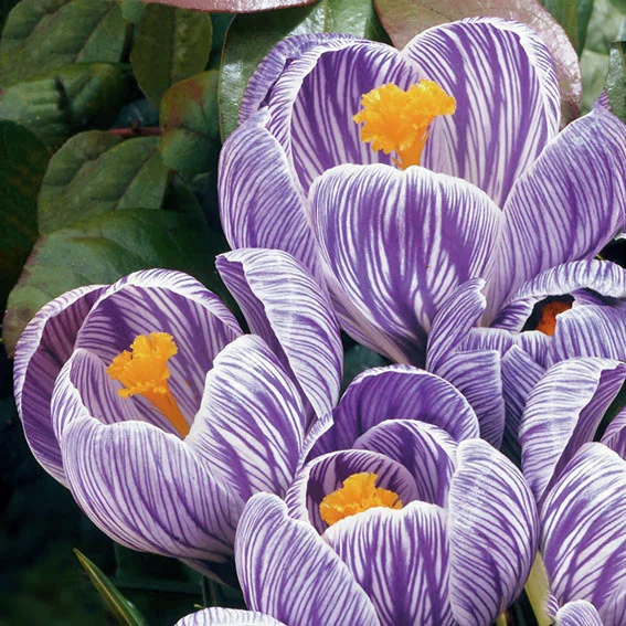 Gartenkrokus Pickwick