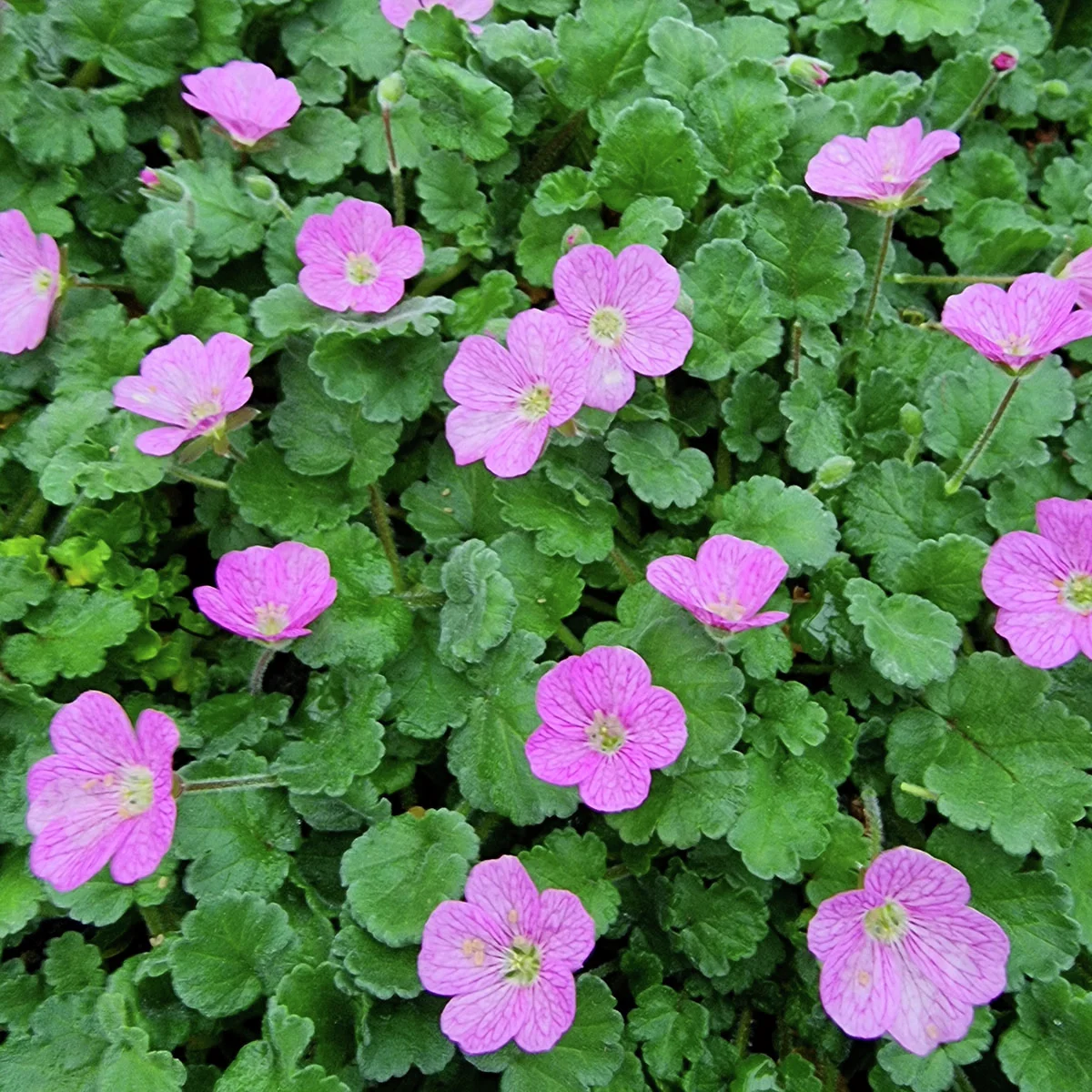 Reiherschnabel Bishopsform