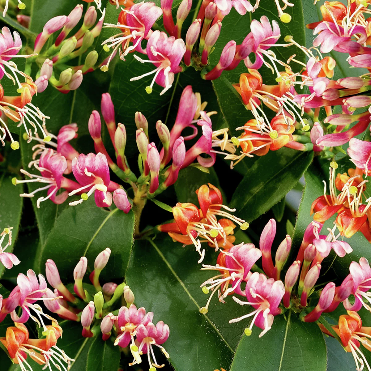 Immergrünes Geißblatt