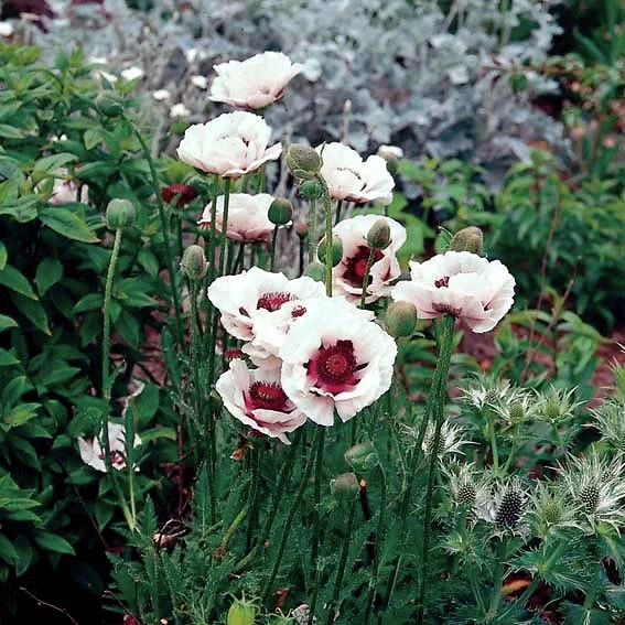 Gartenmohn Perry`s White