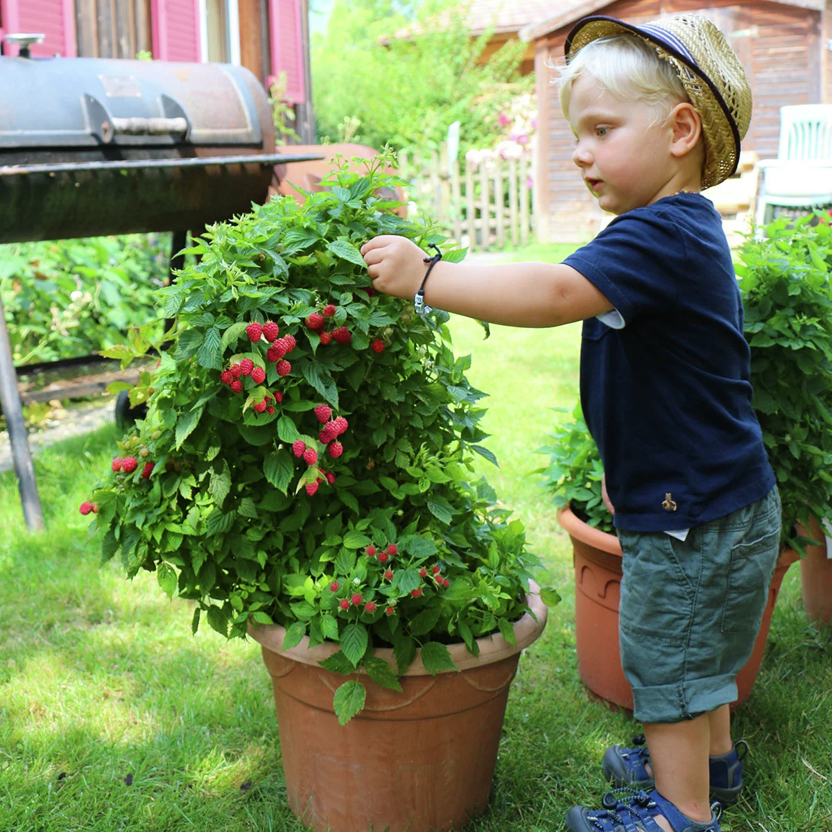 Zwerghimbeere Lowberry® Baby Dwarf®