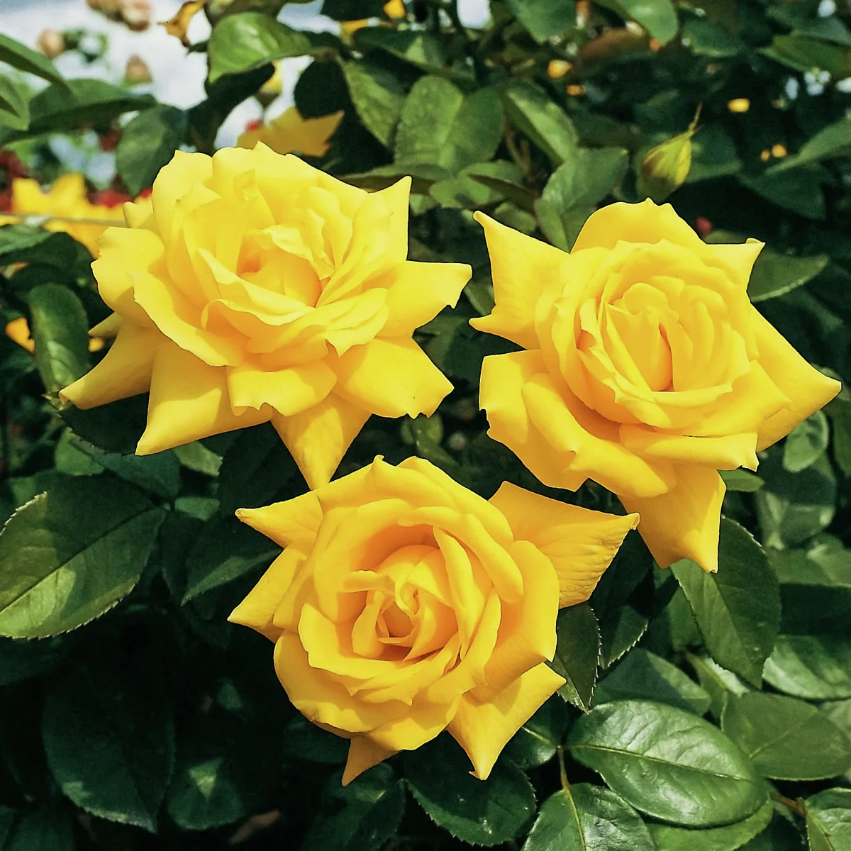 Gelbes Rosen-Stämmchen, Höhe ca. 70 cm