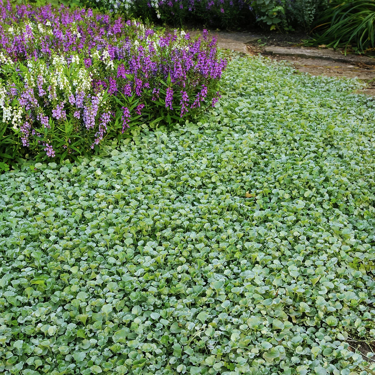 Silberregen Silver Falls
