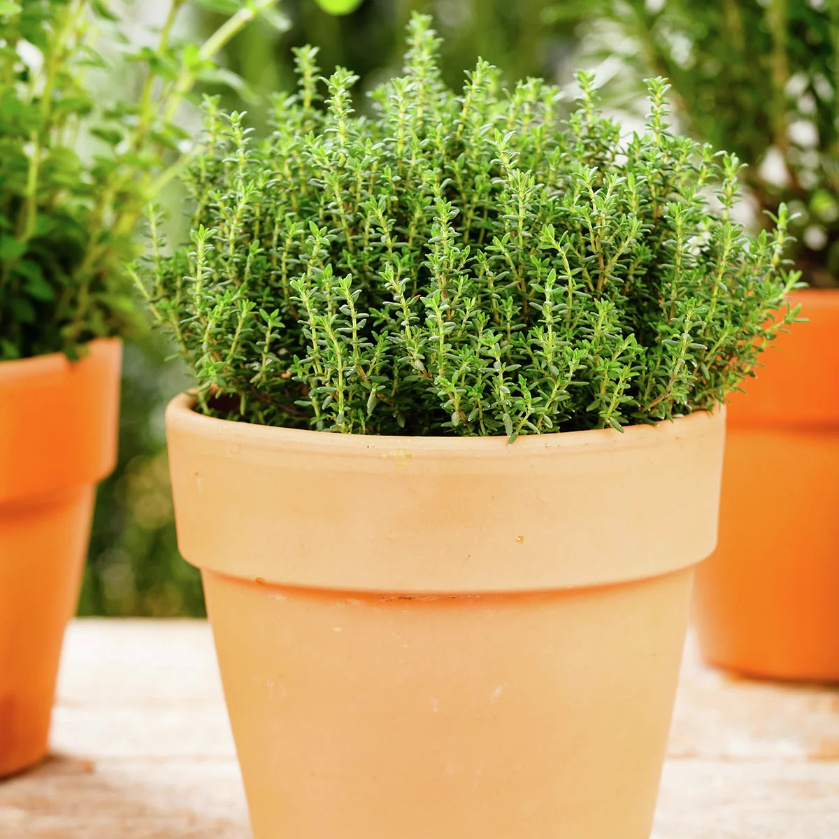 Eataliano Echter Thymian