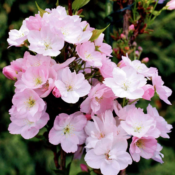 Japanische Säulenkirsche