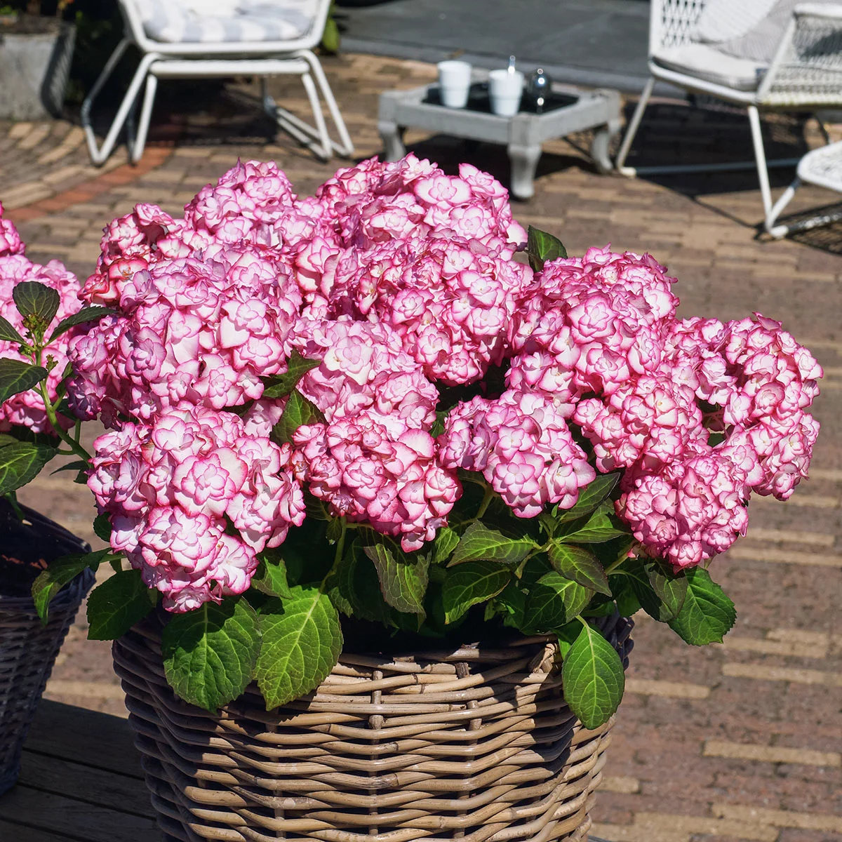 Garten-Hortensie Miss Saori, rosa