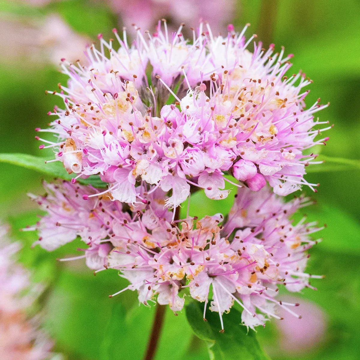 Bartblume Pink Perfection – rosenrote Sommerpflanze für trockene Standorte