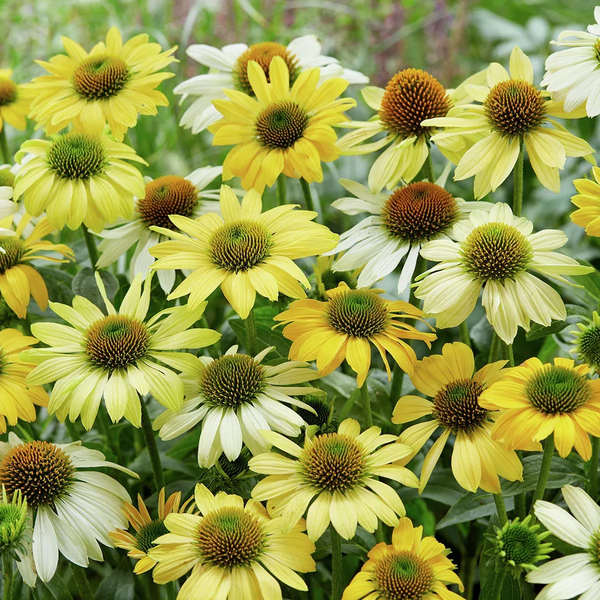 Scheinsonnenhut Mellow Yellow – gelber Echinacea für sonnige Beete