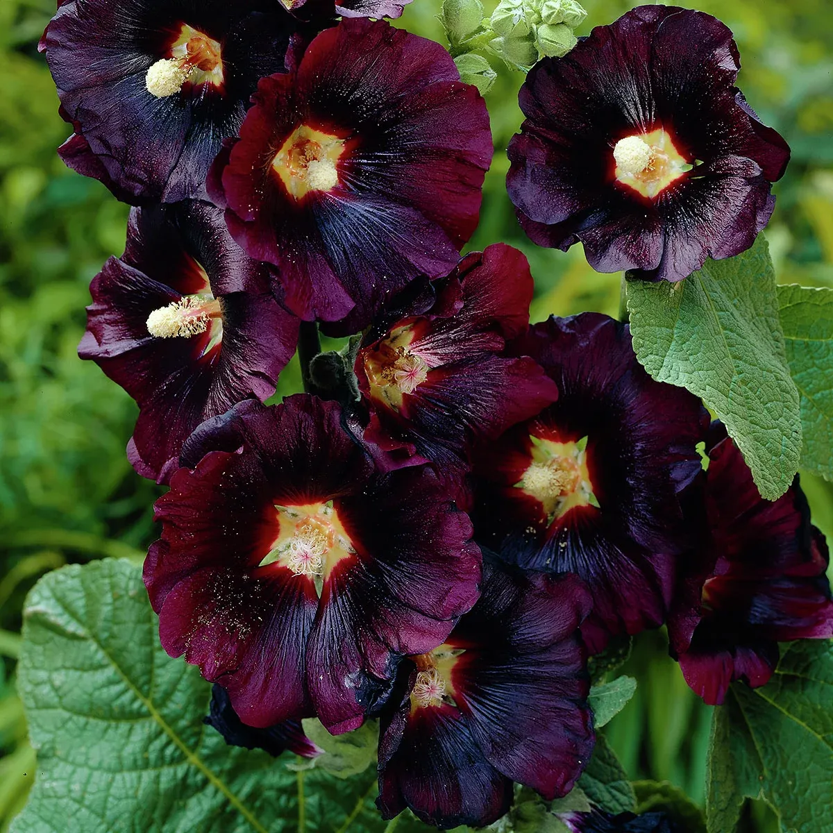 Schwarze Stockrose (Alcea rosea Nigra) &mdash; dunkle, fast schwarze Bl&uuml;ten an langen Stielen