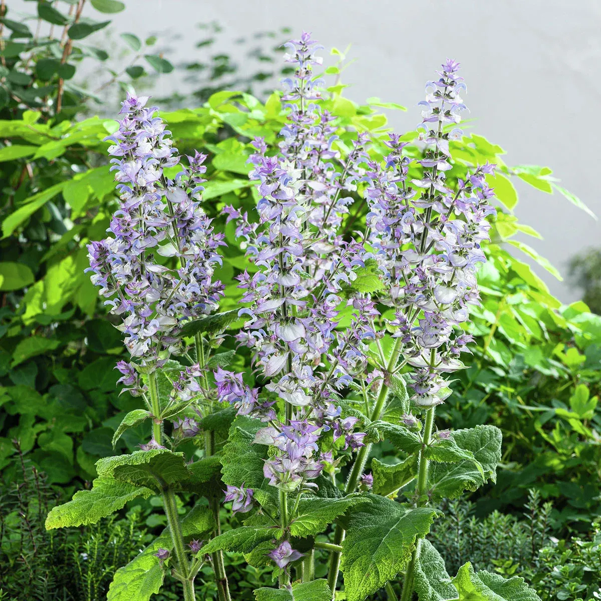Riesen-Salbei – großer Blüten-Salbei für vollsonnige Beete