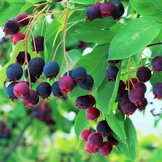 Obstgehölze