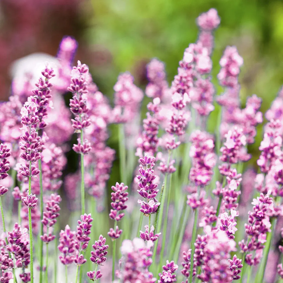 Rosa Lavendel – duftender, trockenheitsverträglicher Lavendel